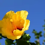 C1 Costa Del Sol