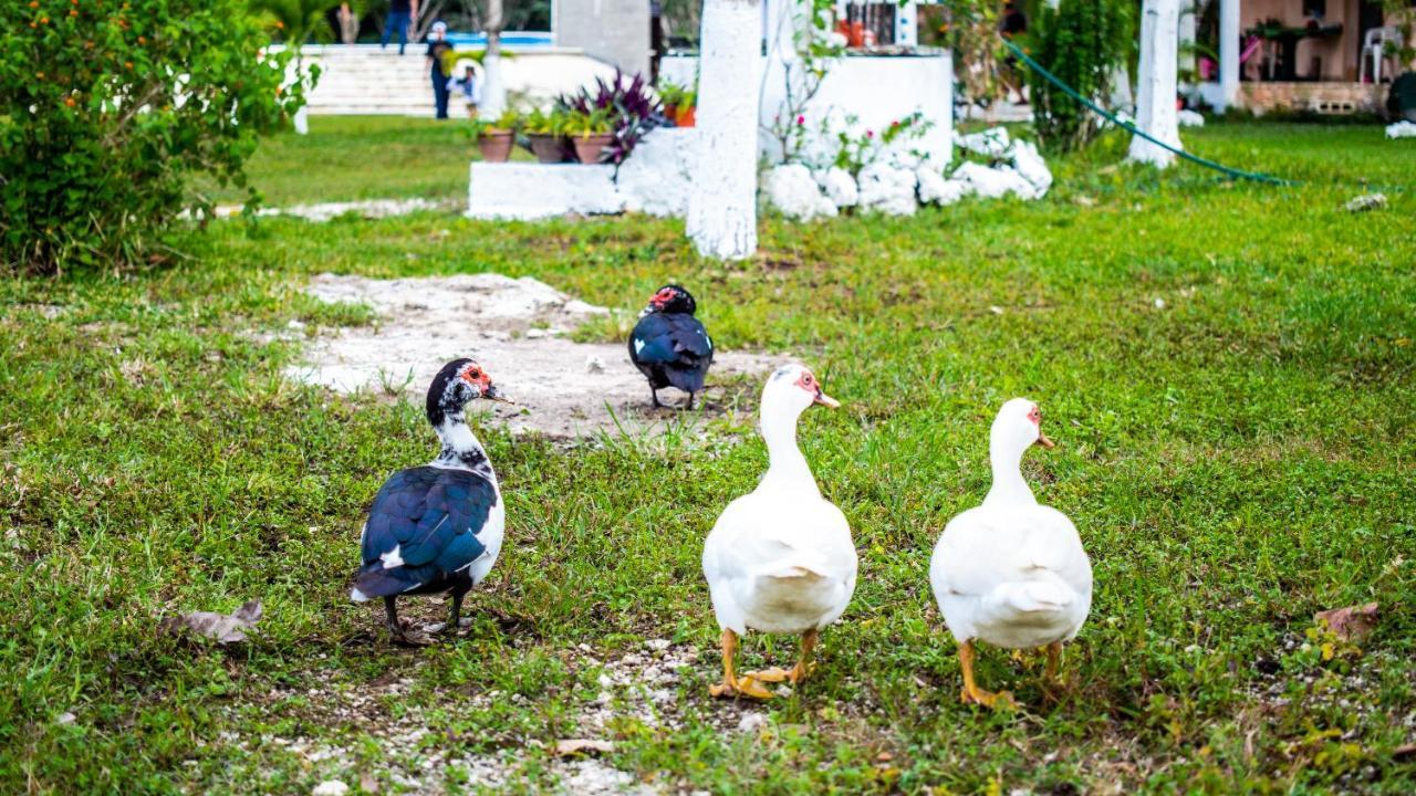 Aldea Isla Sagrada lều *