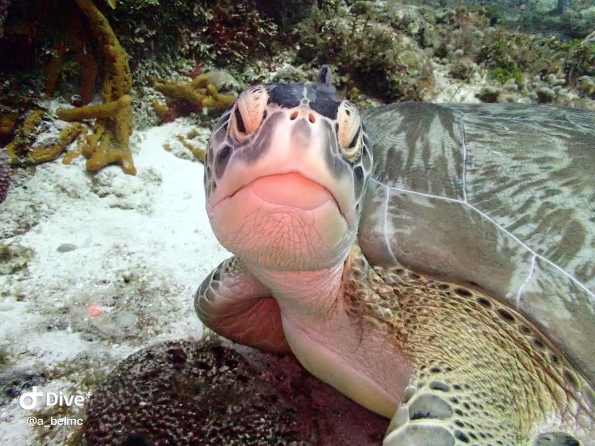Mi Refugio Dive House Guest house Cozumel