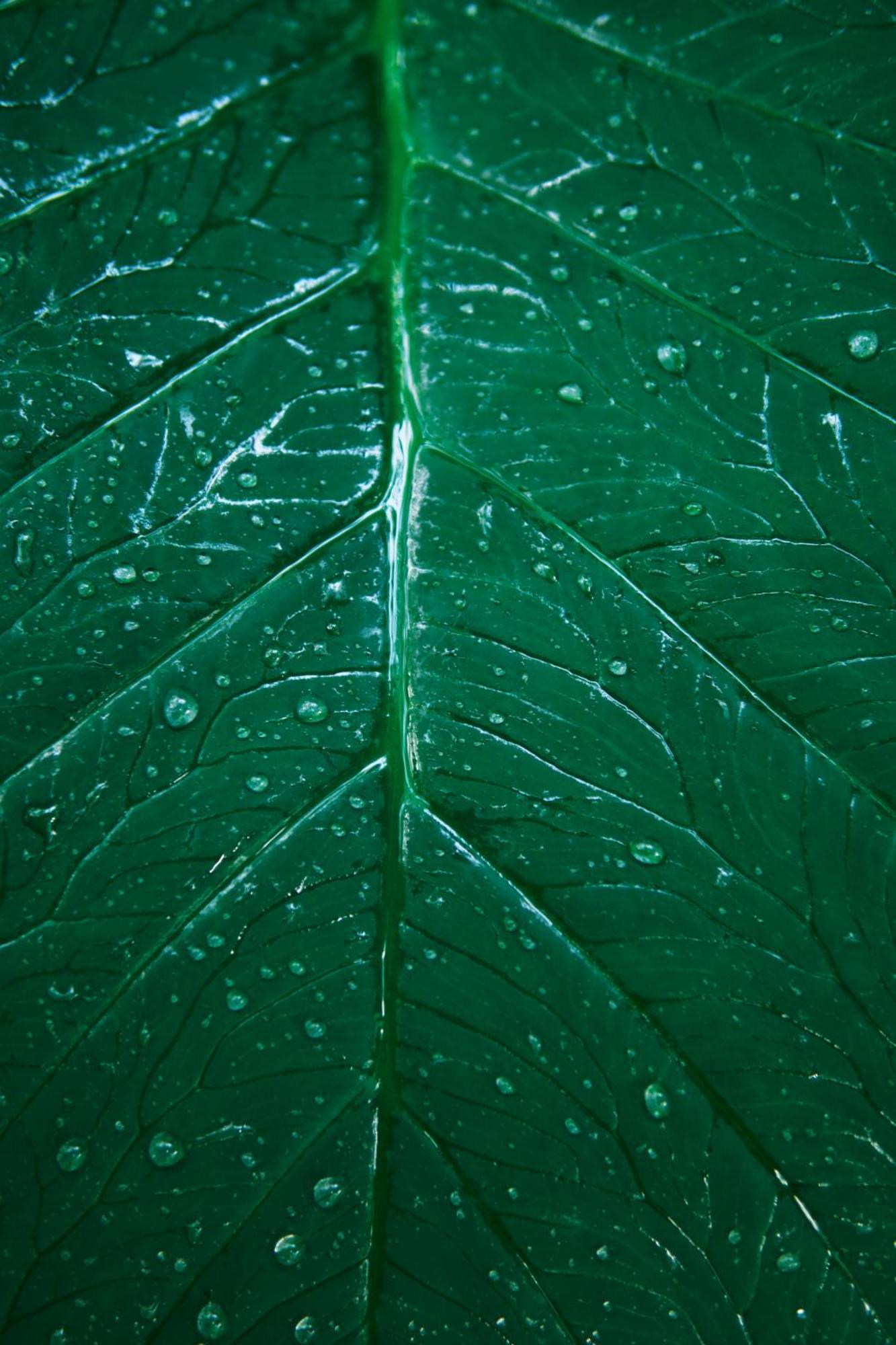 Biệt thự Zamna - Jungle *