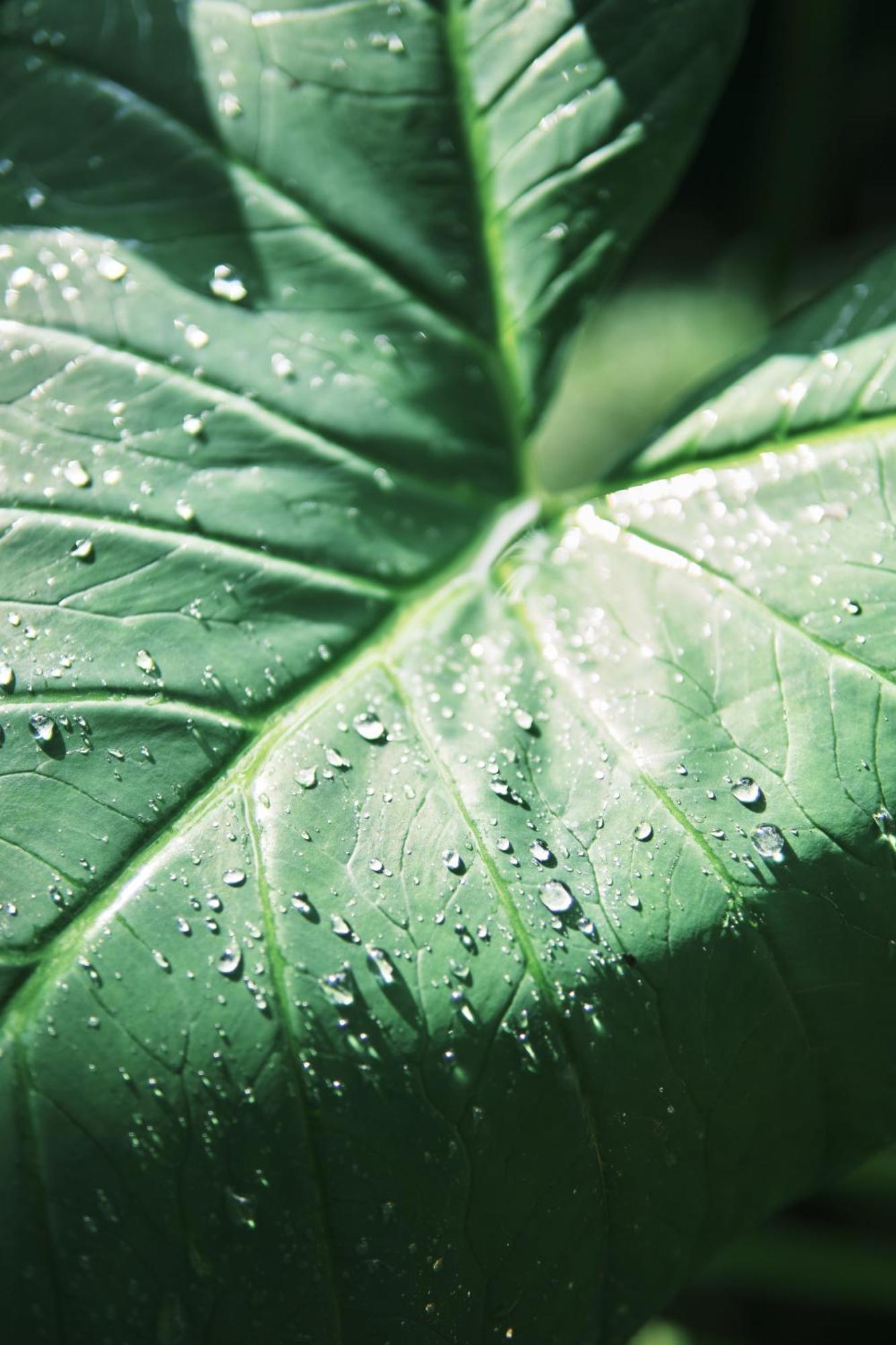 Zamna - Jungle Biệt thự *
