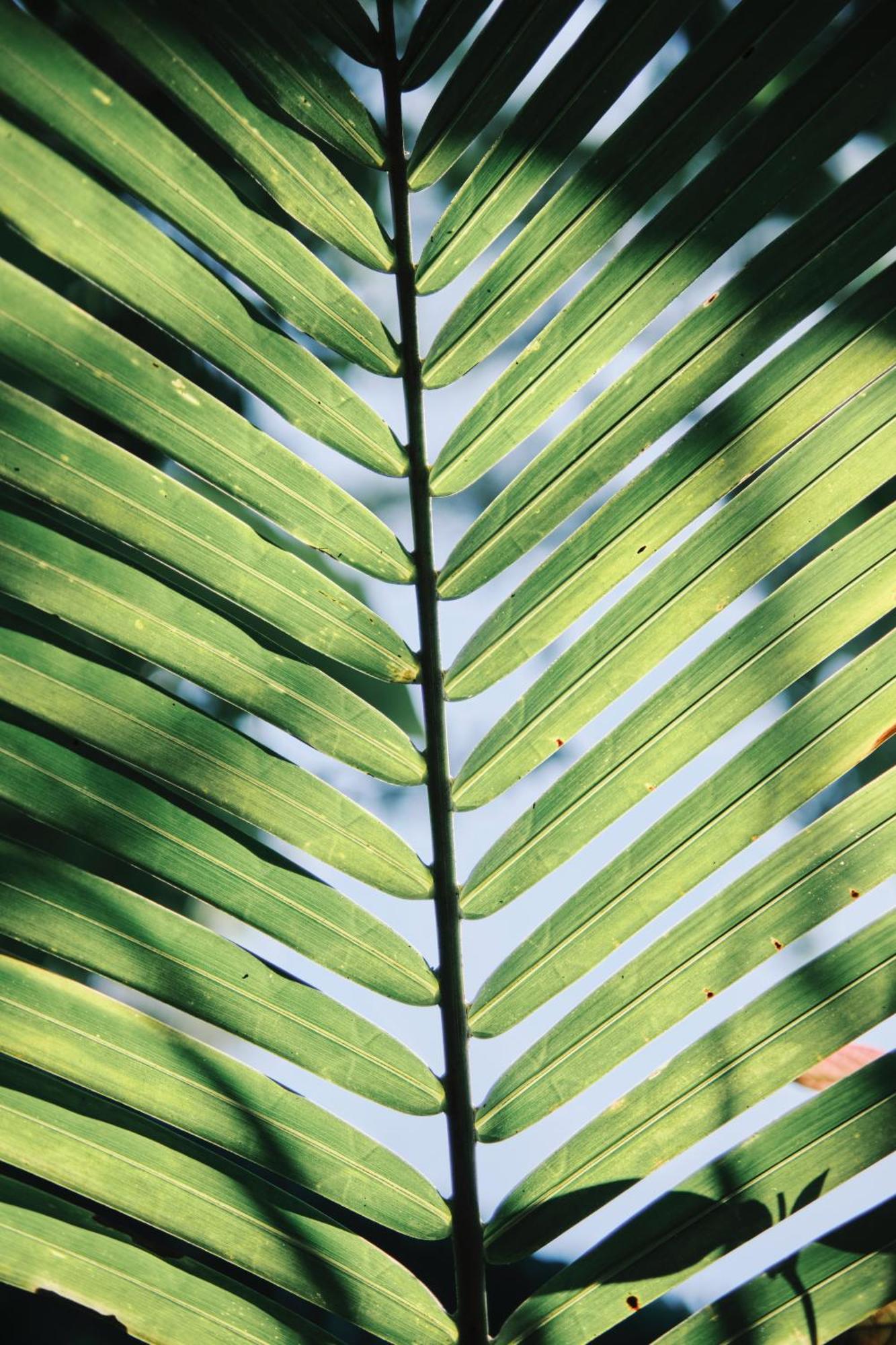 Zamna - Jungle Cozumel