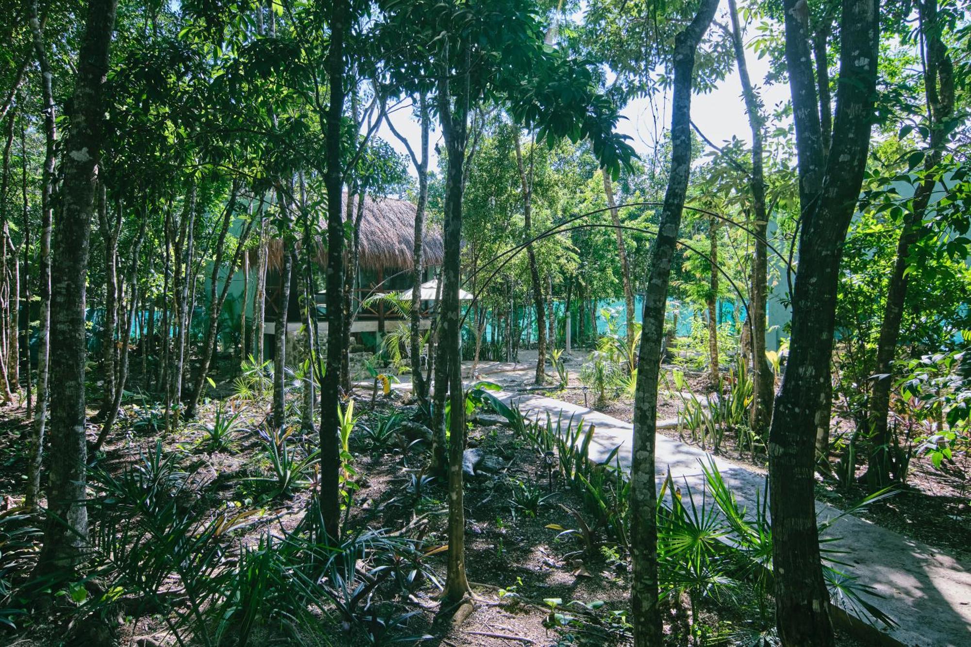 Zamna - Jungle * Cozumel