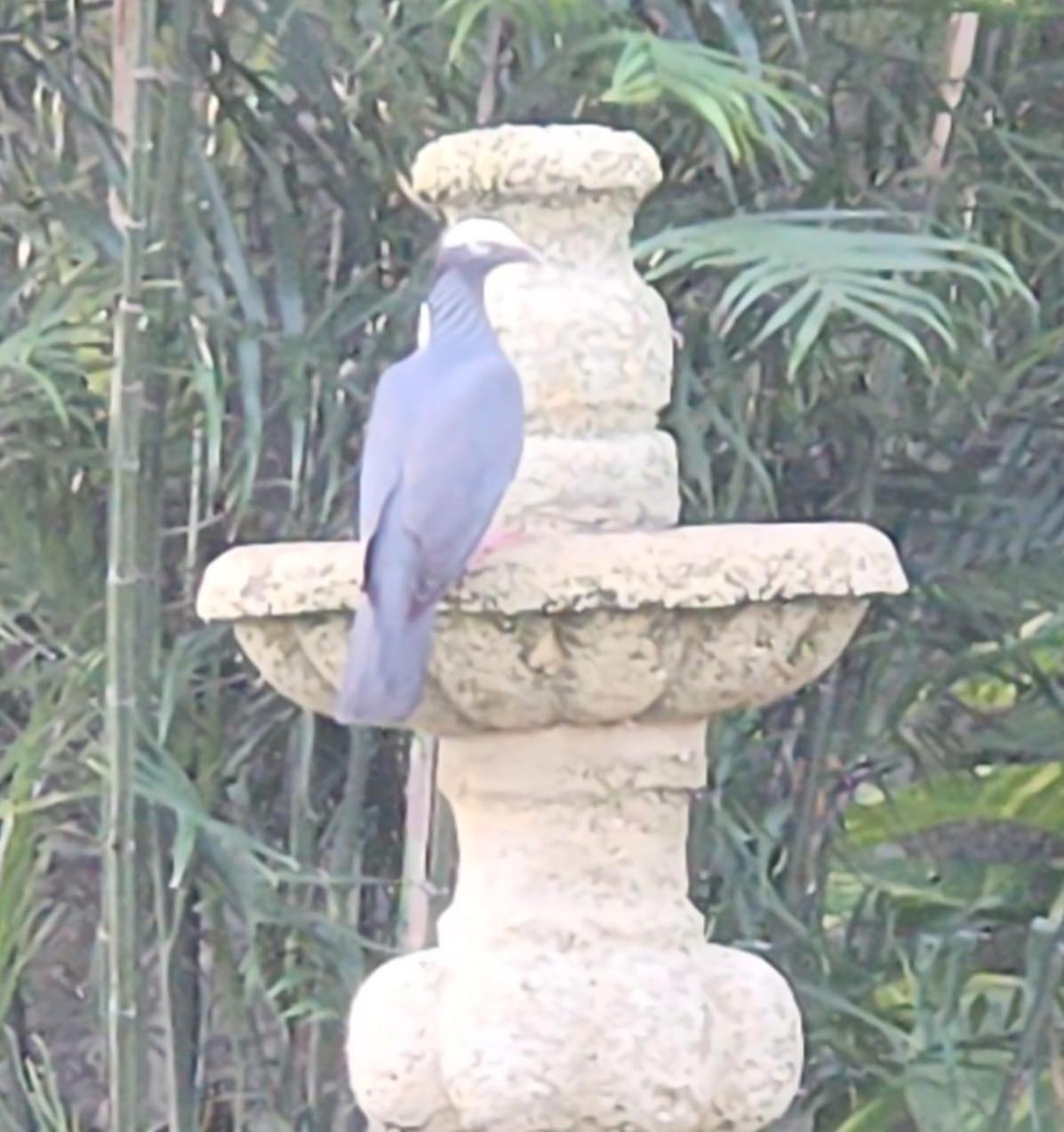 Villa Casa Colonial, Indigo