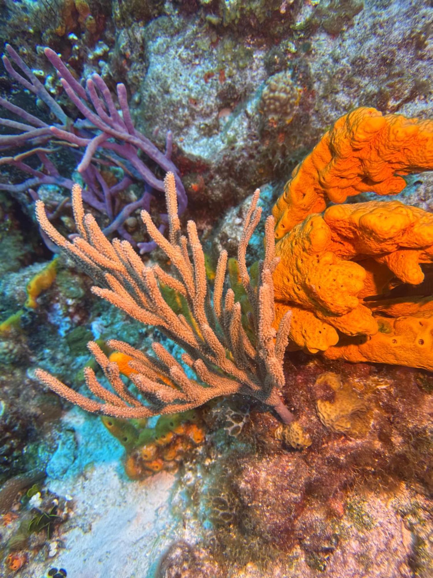 The Has To Offer The Landmark * Cozumel